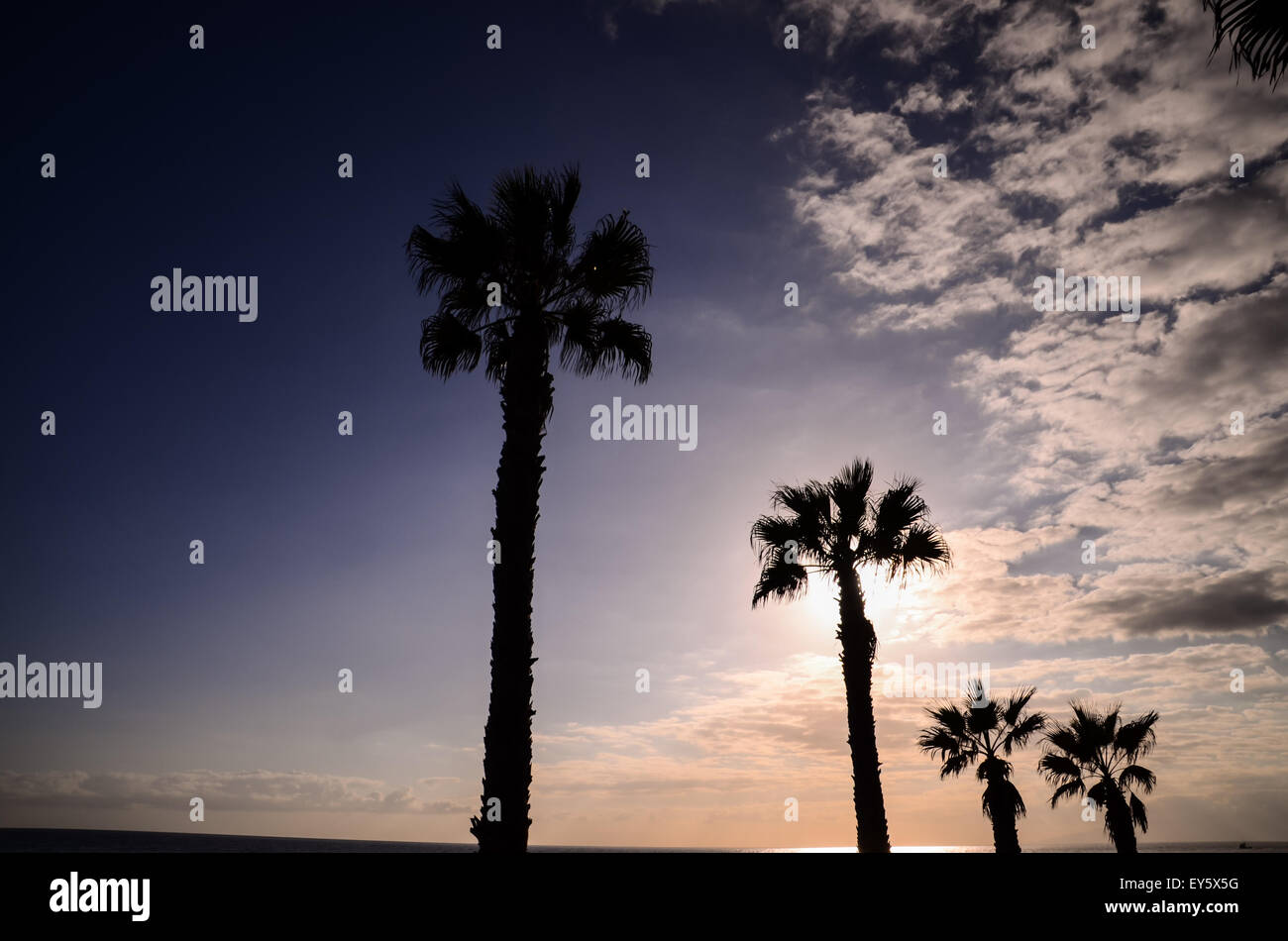 Palm Tree Silhouette Stock Photo - Alamy