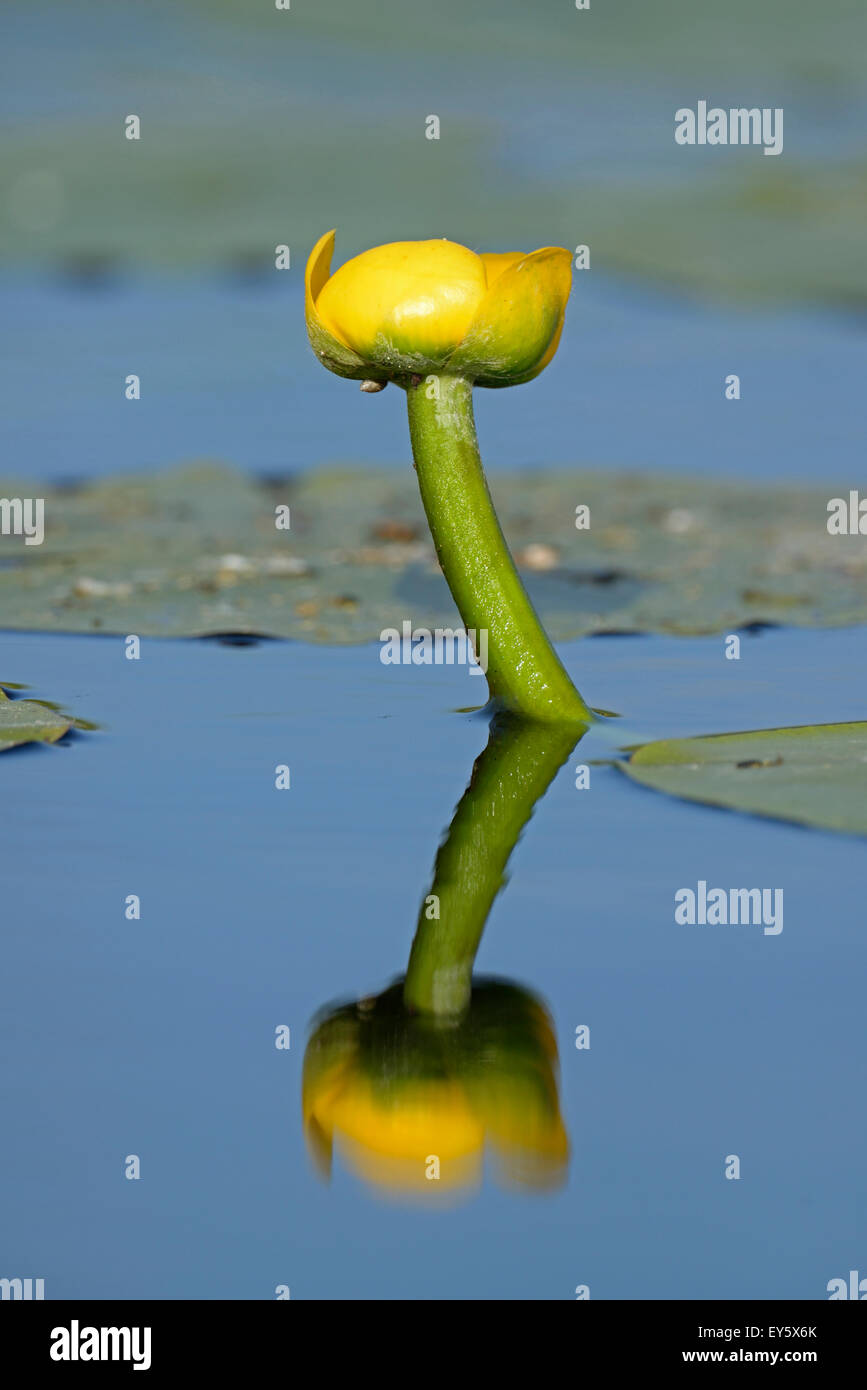 Yellow Water Lily flower Danube Delta Romania Stock Photo Alamy