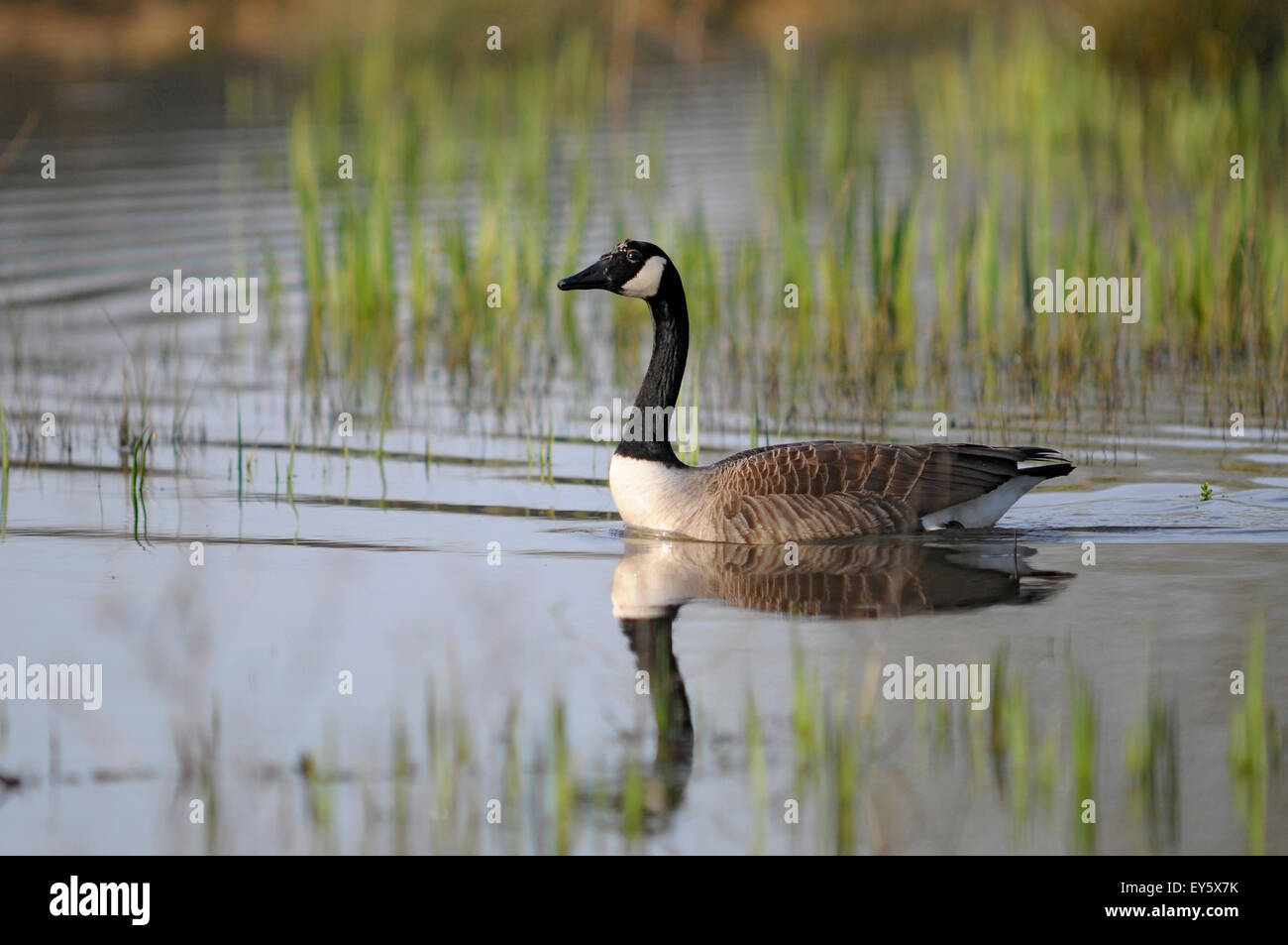 Chevreuse hi-res stock photography and images - Alamy