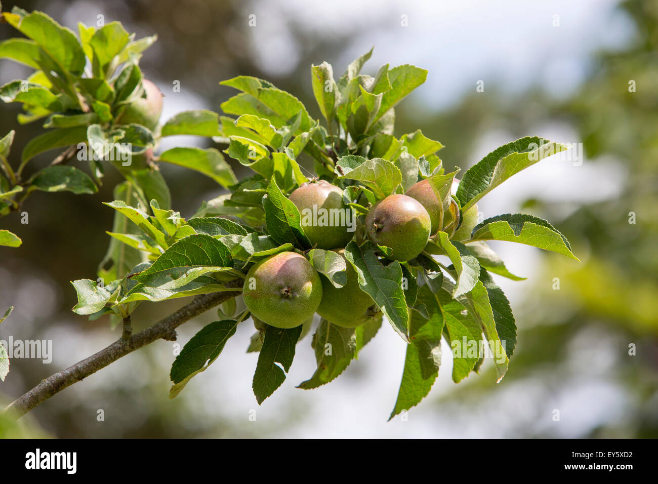 Apples on the tree Stock Photo - Alamy