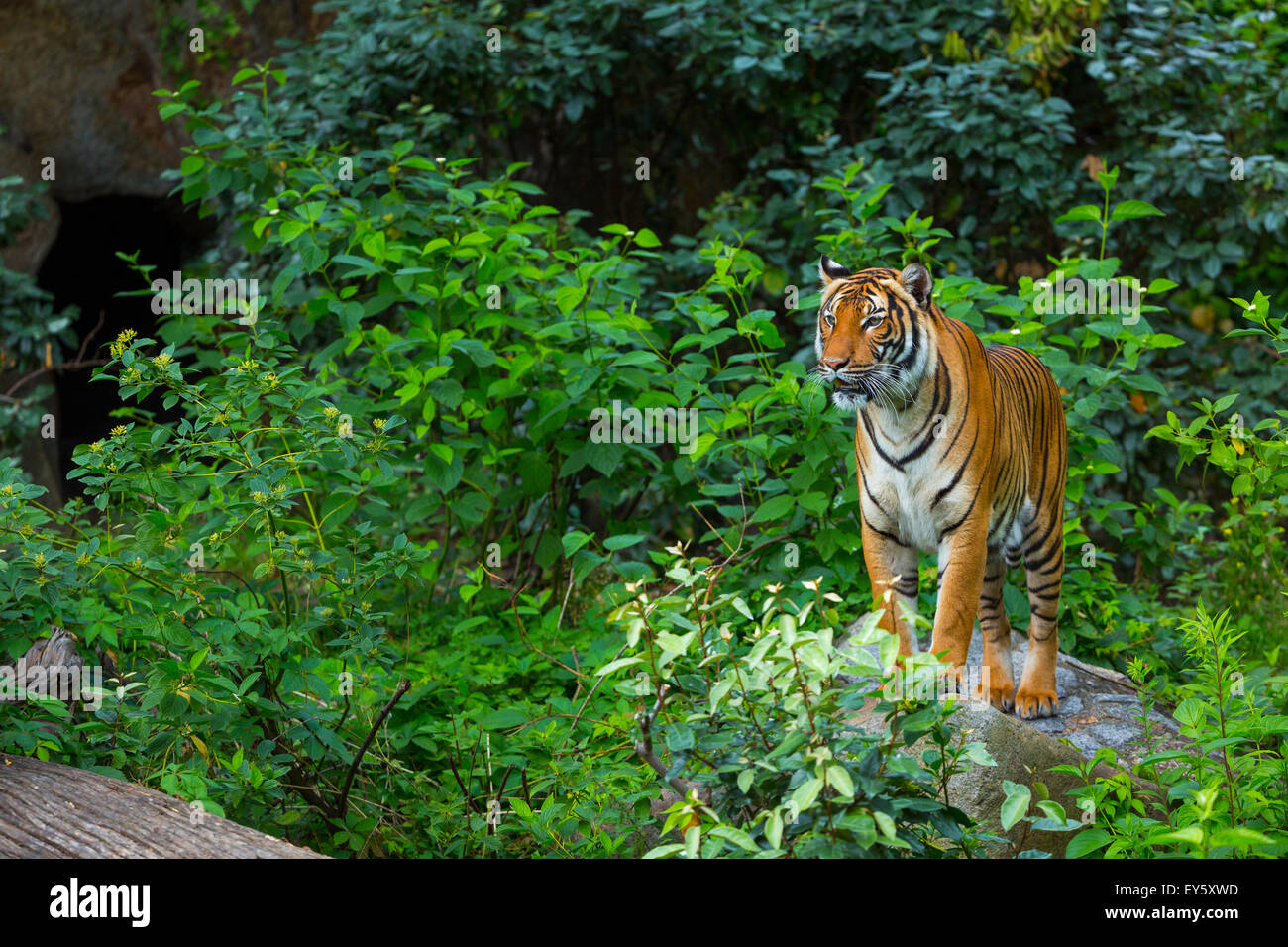 Indochinese Tiger - Zoo Berlin Germany Stock Photo