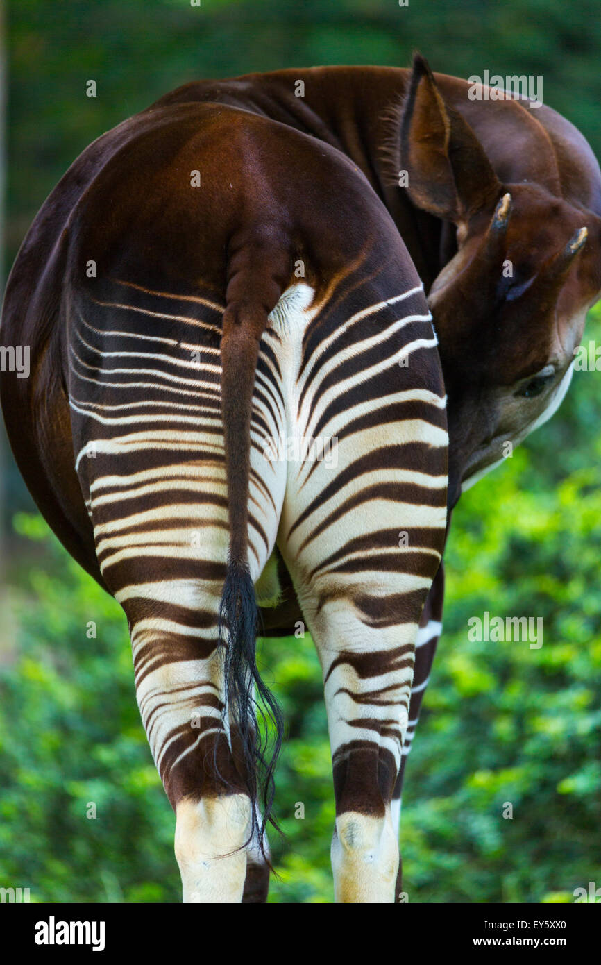 Okapi animal hi-res stock photography and images - Alamy