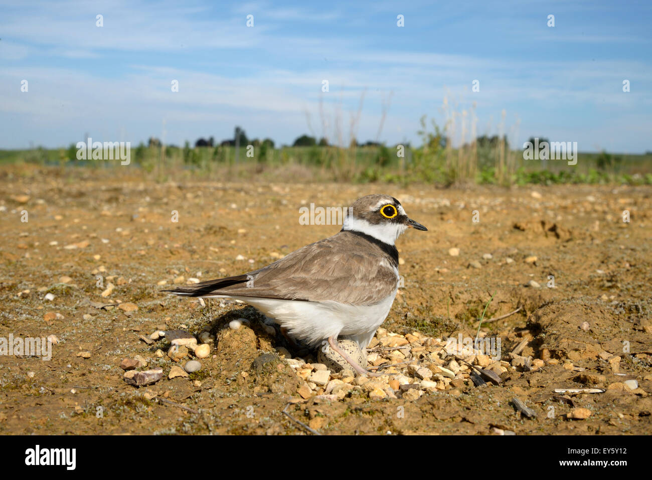 Brooding bird hi-res stock photography and images - Alamy