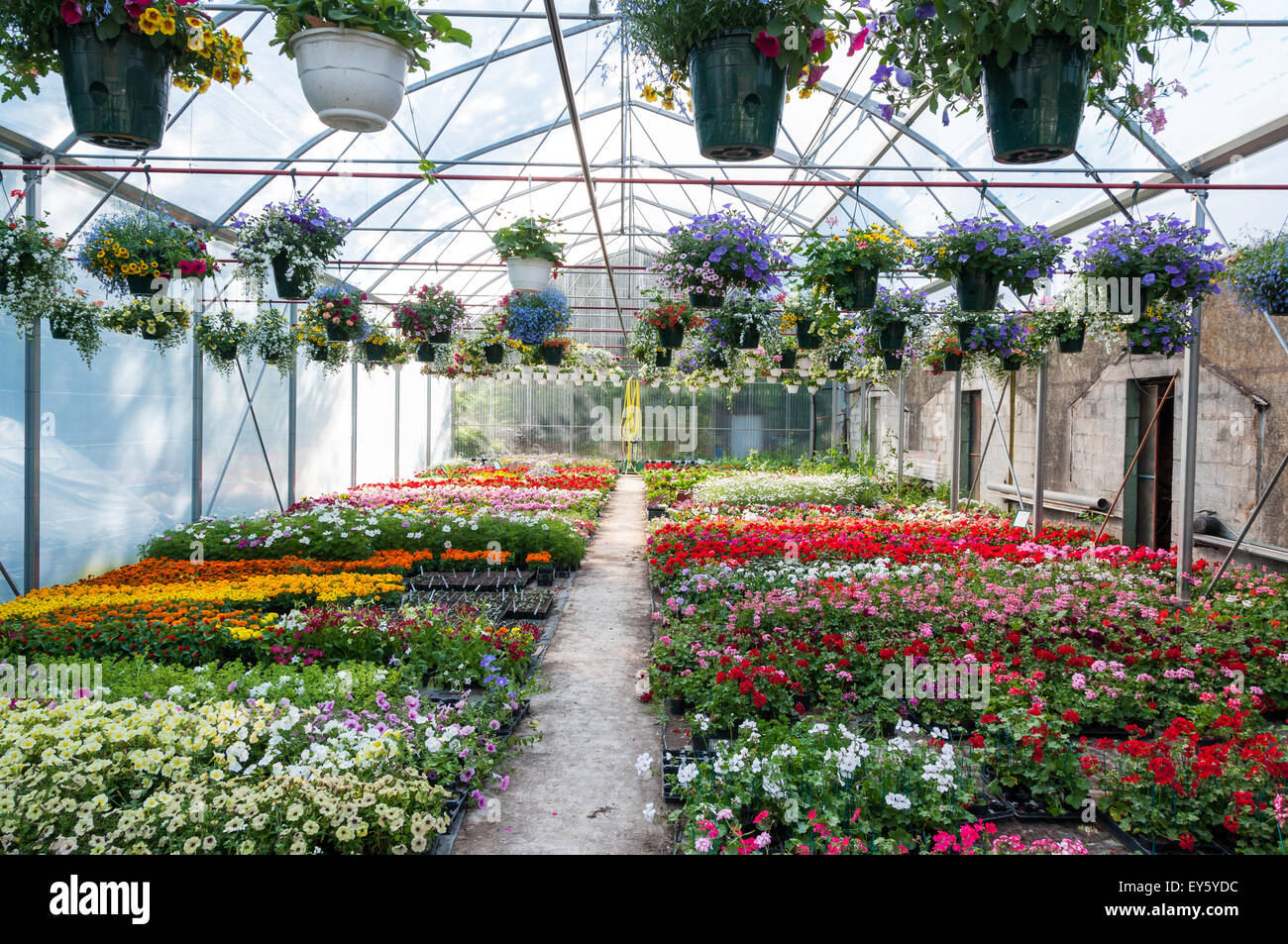 Flowered nursery greenhouse Stock Photo Alamy