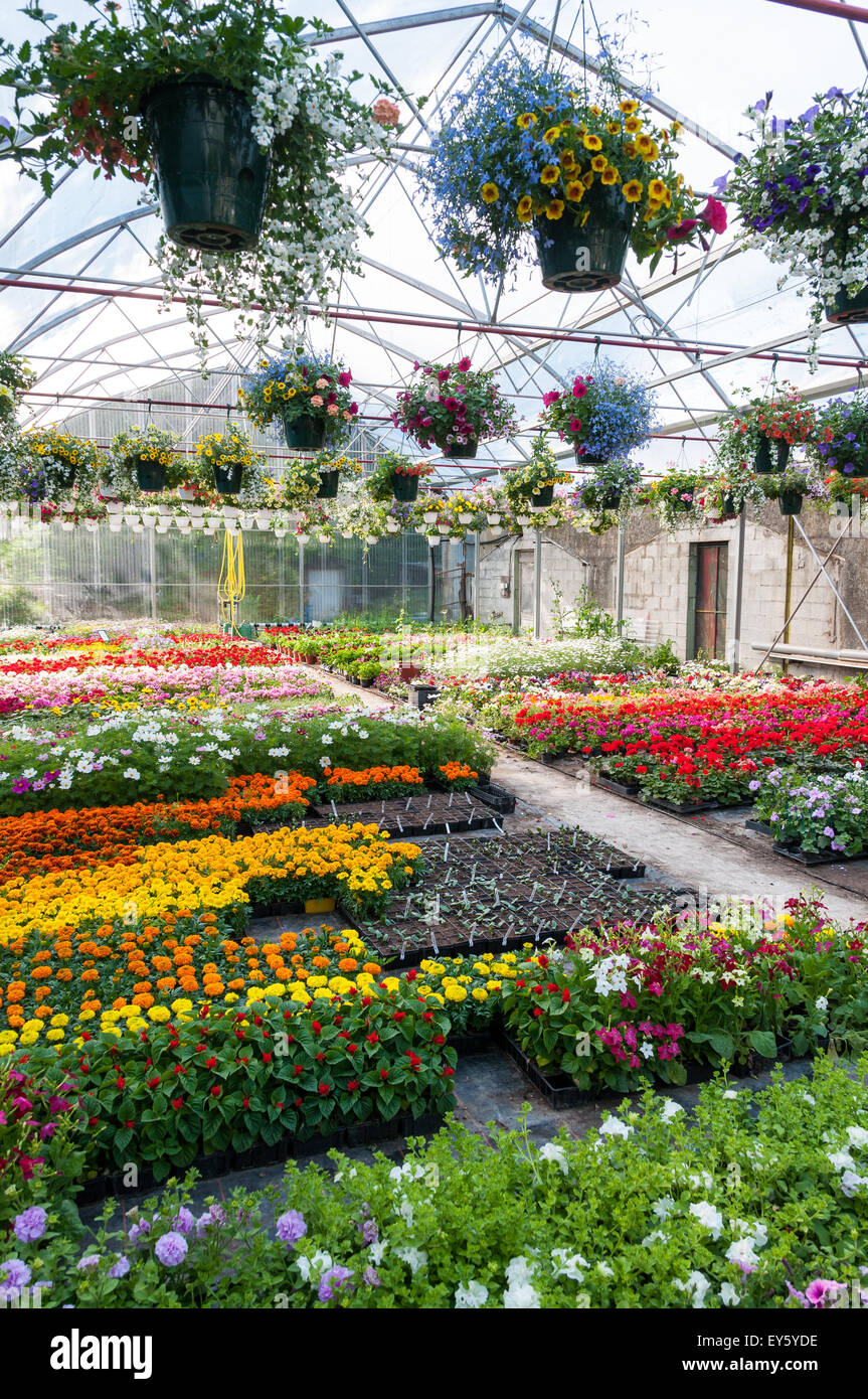 Flowered nursery greenhouse Stock Photo Alamy