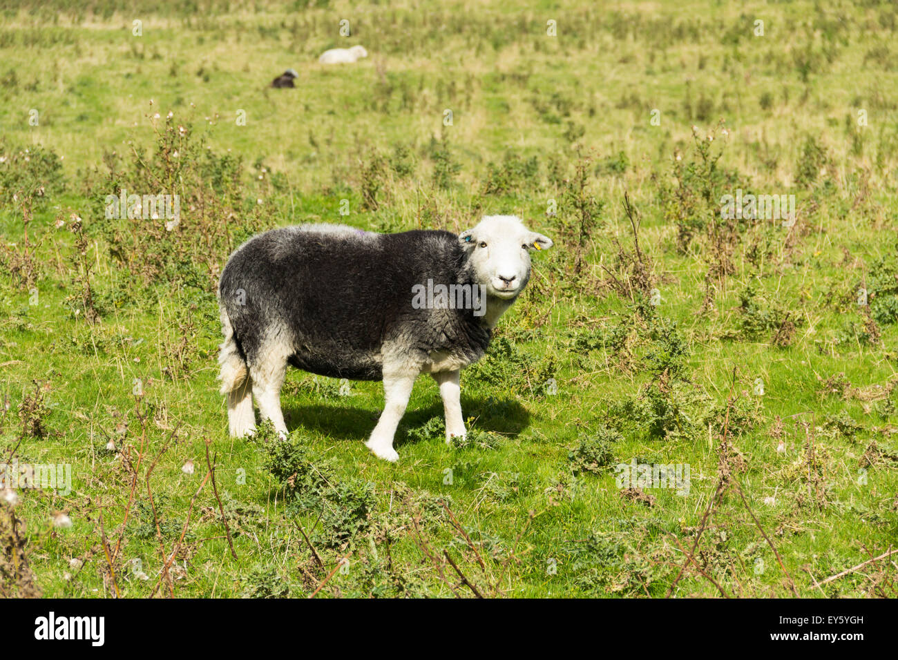 Moorland Tazza In Ceramica Herdwick Sheep - Fatta In Inghilterra, Capacità 11oz, Regalo Confezionato