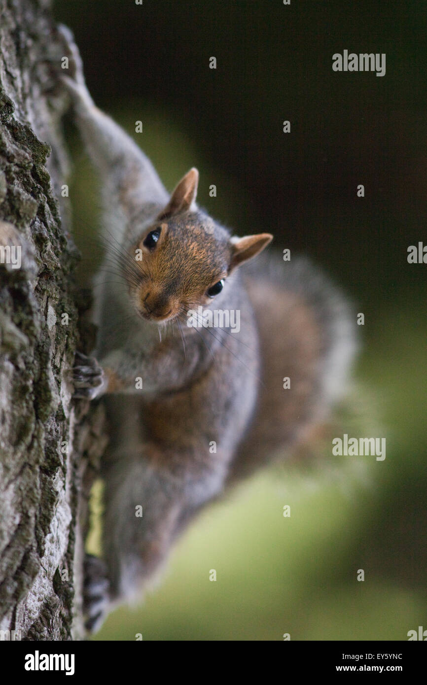 Grey Squirrel (Sciurus carolinensis).  Holding onto side of a tree trunk. UK. Stock Photo