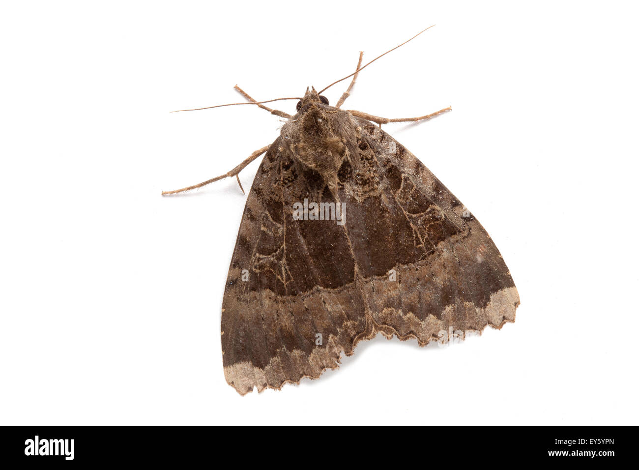 Old Lady on white background Stock Photo - Alamy