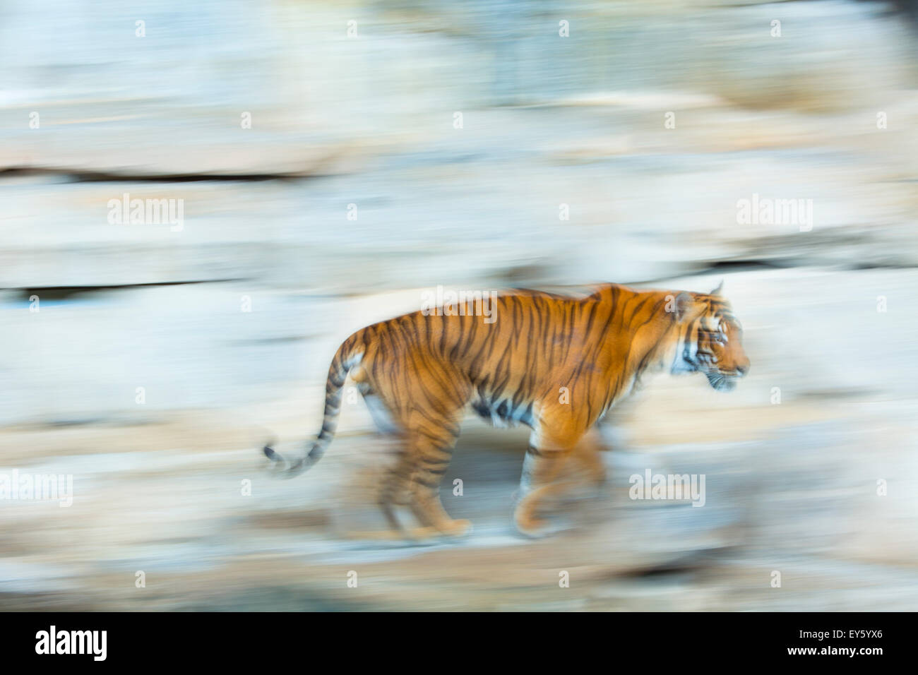 Indochinese Tiger in motion - Zoo Berlin Germany Stock Photo - Alamy