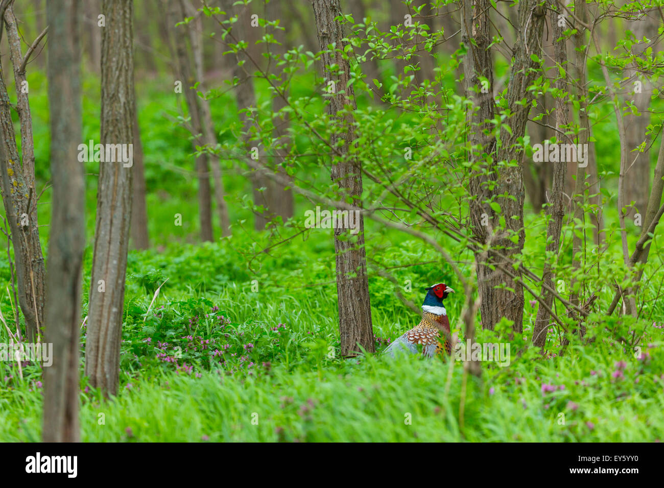 Ring-necked Pheasant in the undergrowth - Bulgaria Stock Photo