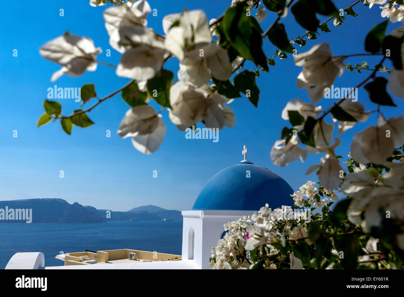Oia Santorini, Cyclades Islands, Greece Bougainvillea alba, Europe White flowers Stock Photo