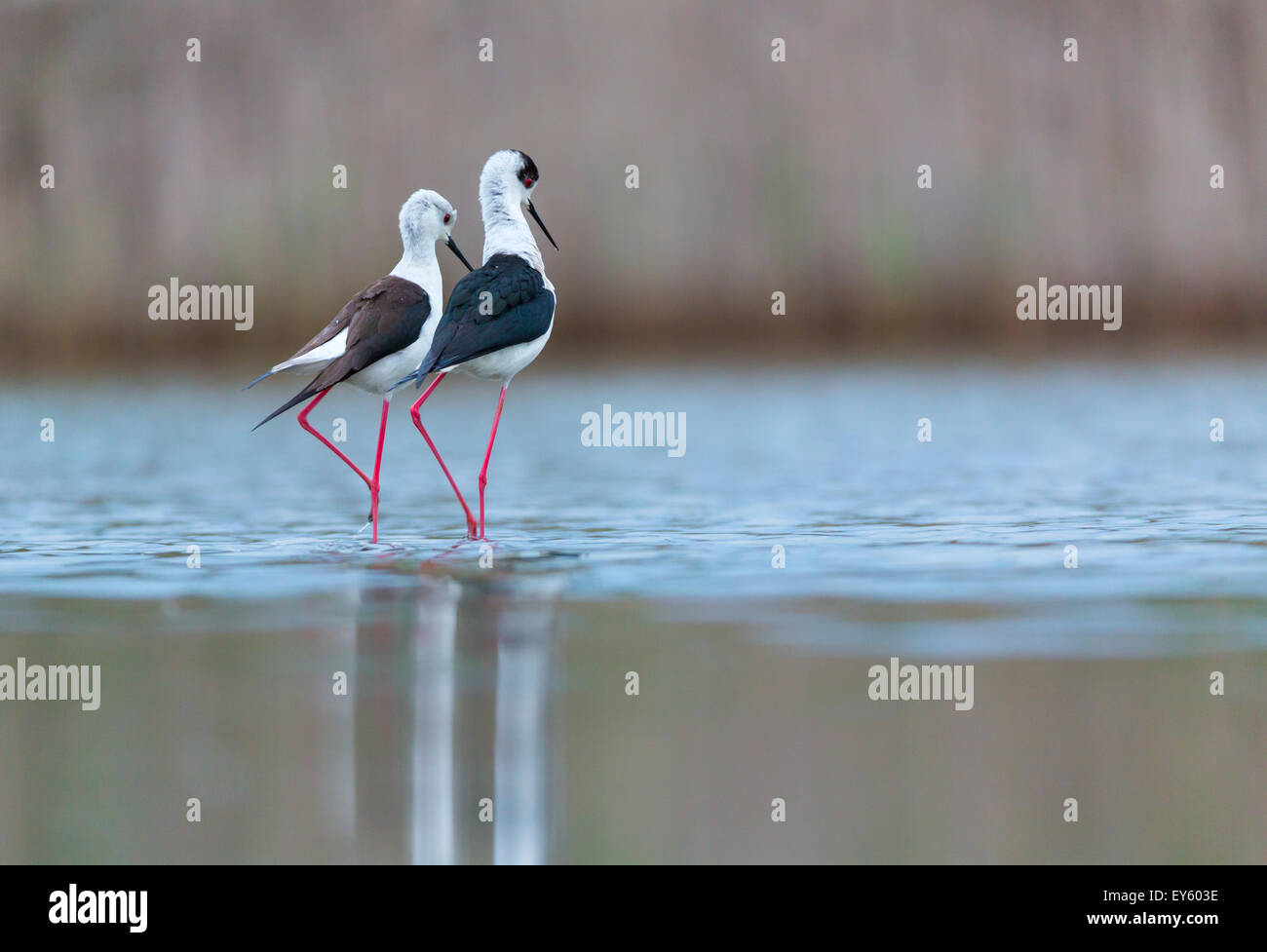 Black-winged Stilts displaying in water - Bulgaria Stock Photo - Alamy