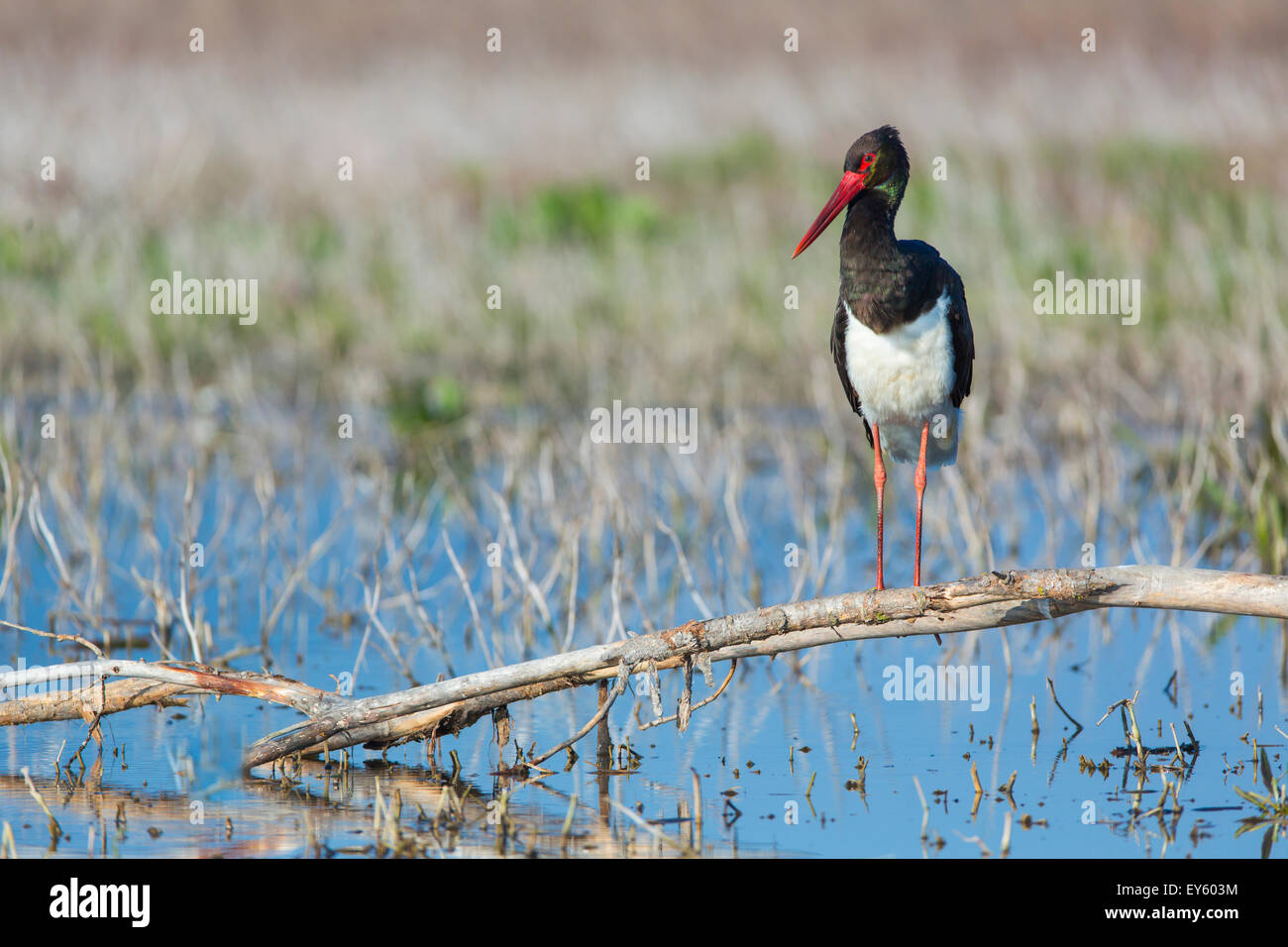 Black Stork on a branch above the water - Bulgaria Stock Photo
