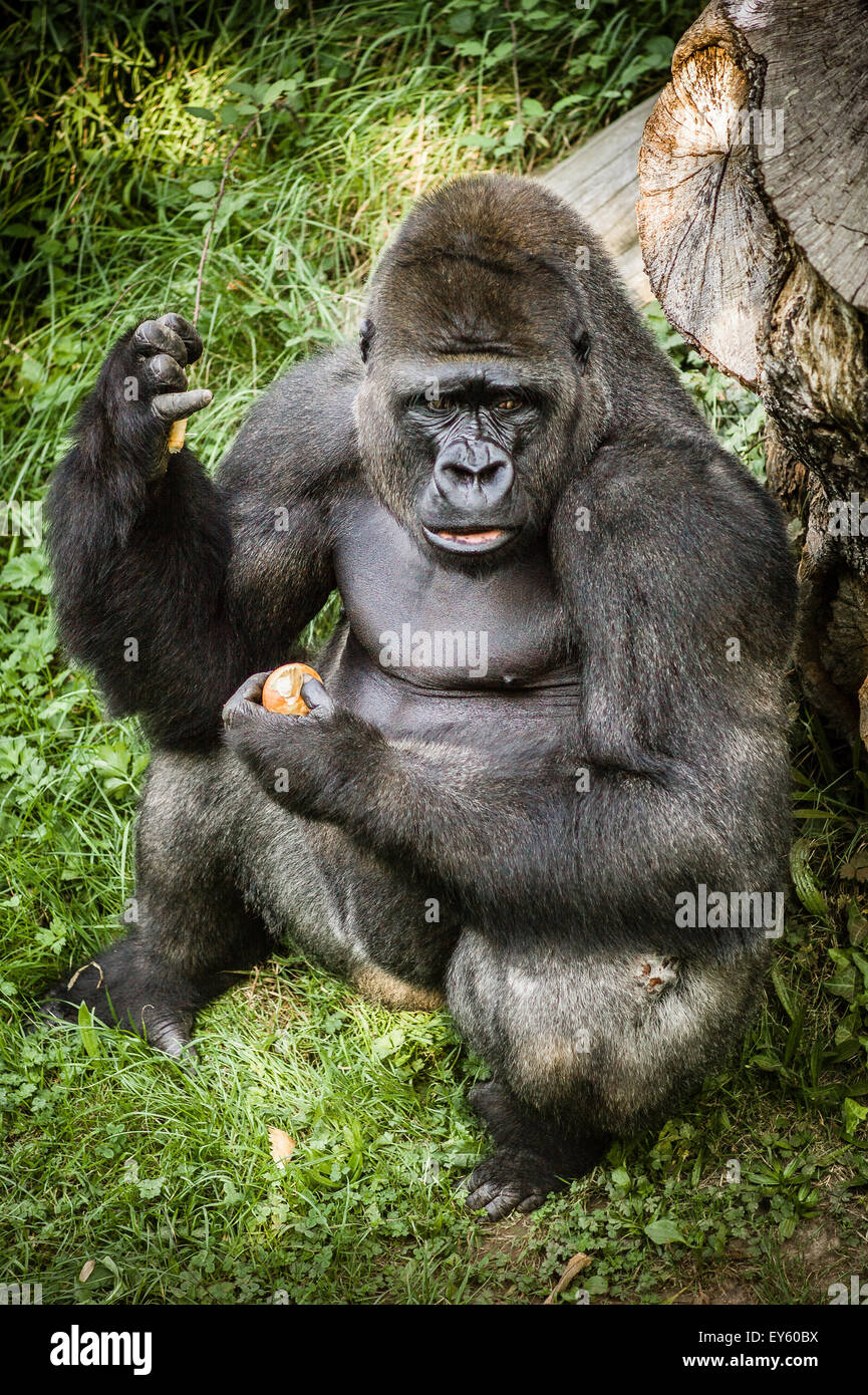 Weatern Lowland Gorilla with food in Jersey zoo Stock Photo Alamy