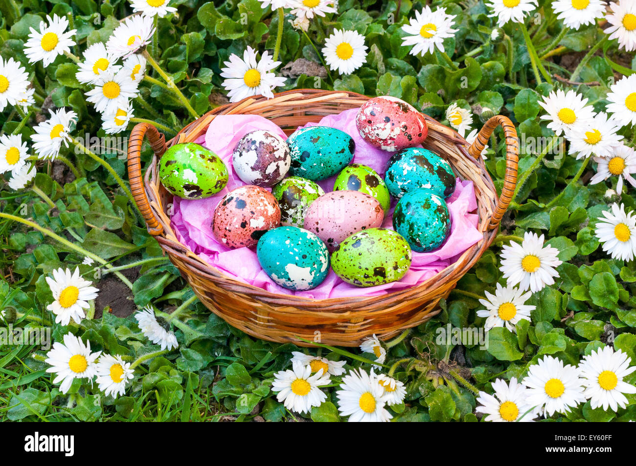 Painted quail eggs for Easter Stock Photo Alamy