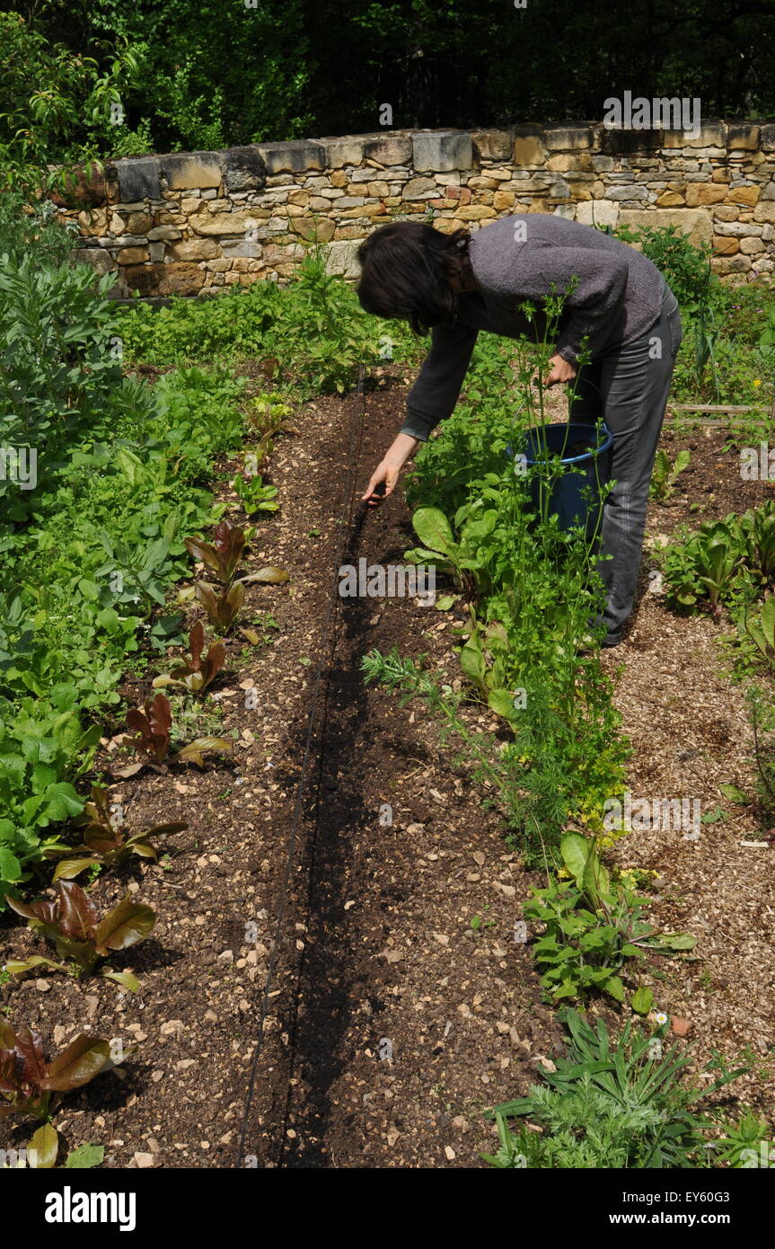 Sowing of fennel in a kitchen garden Stock Photo