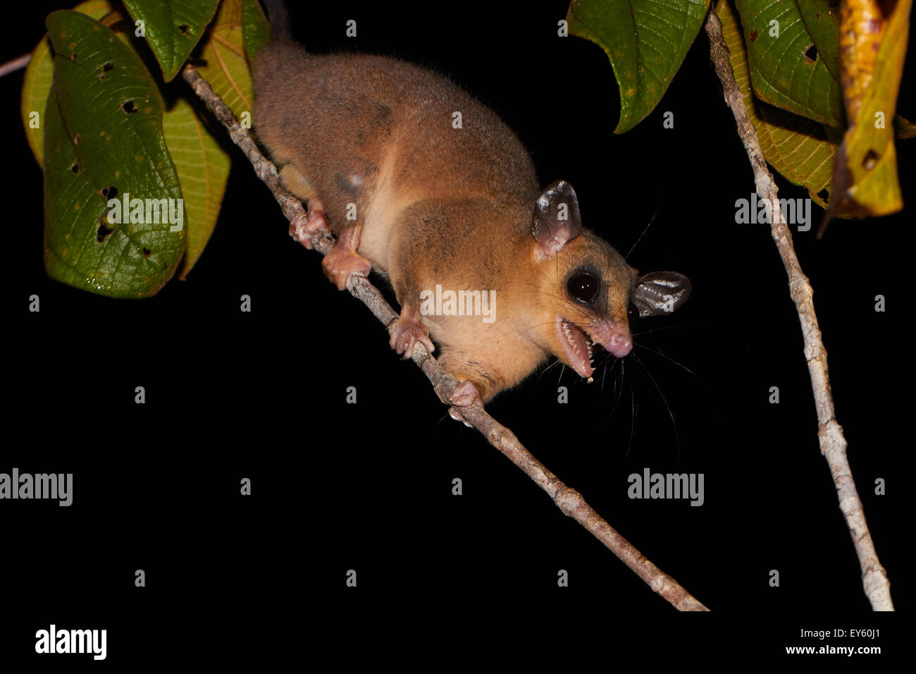 Linnaeuss mouse opossum hires stock photography and images Alamy