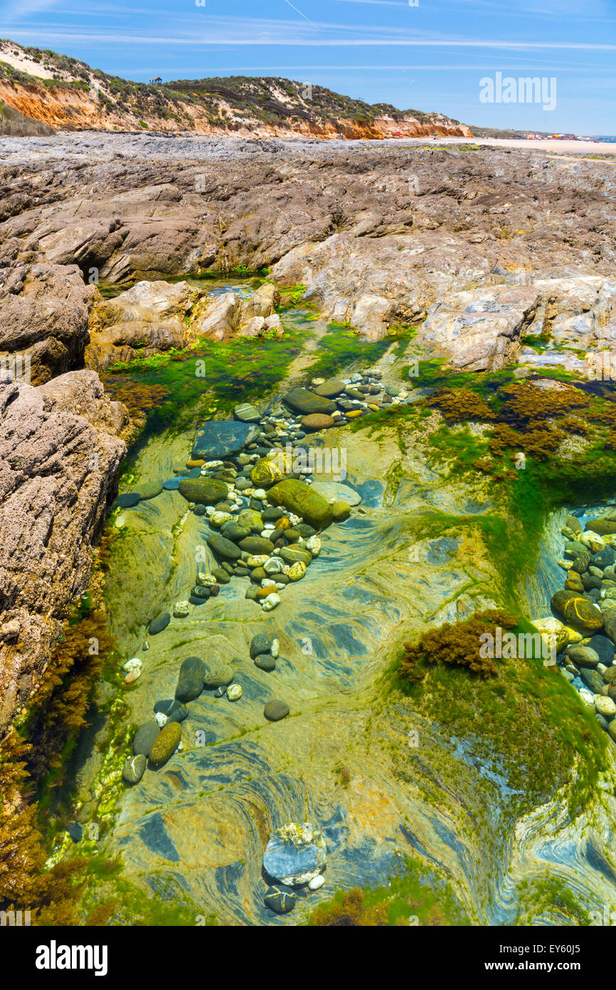 Algae rocky hi-res stock photography and images - Alamy