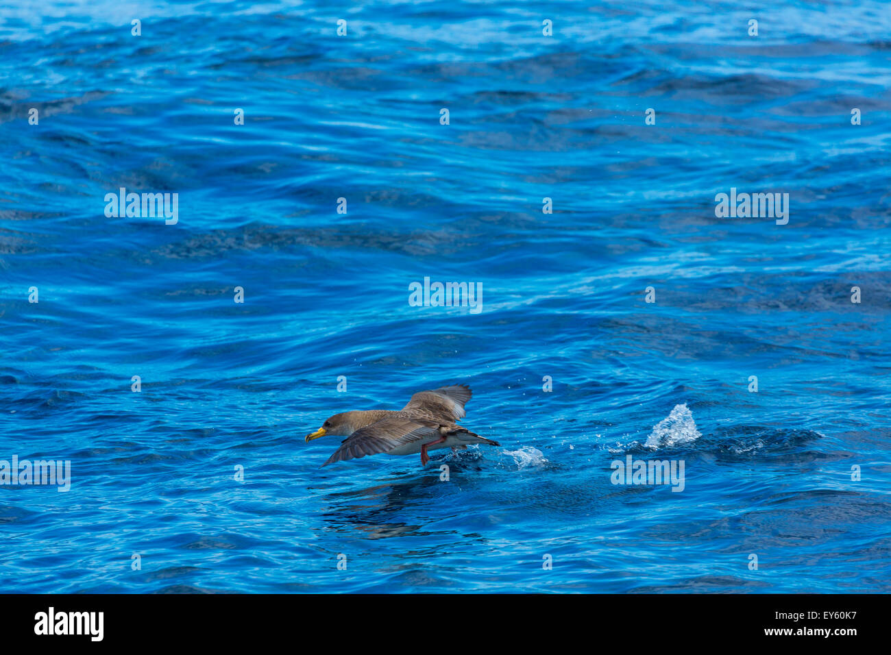 Cory's shearwater flying away the water - Canary Islands Stock Photo