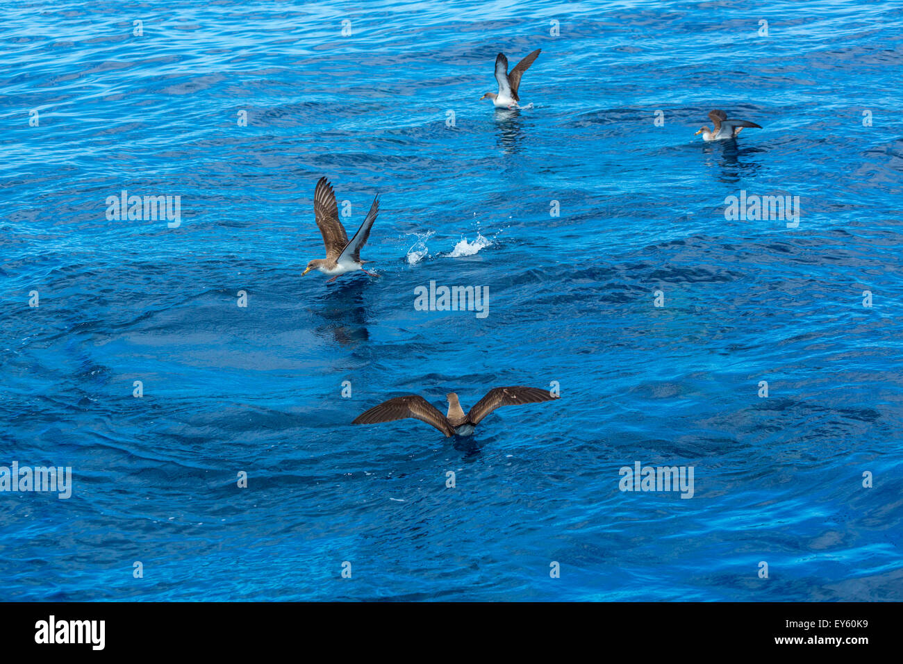 Cory's shearwaters flying away the water - Canary Islands Stock Photo