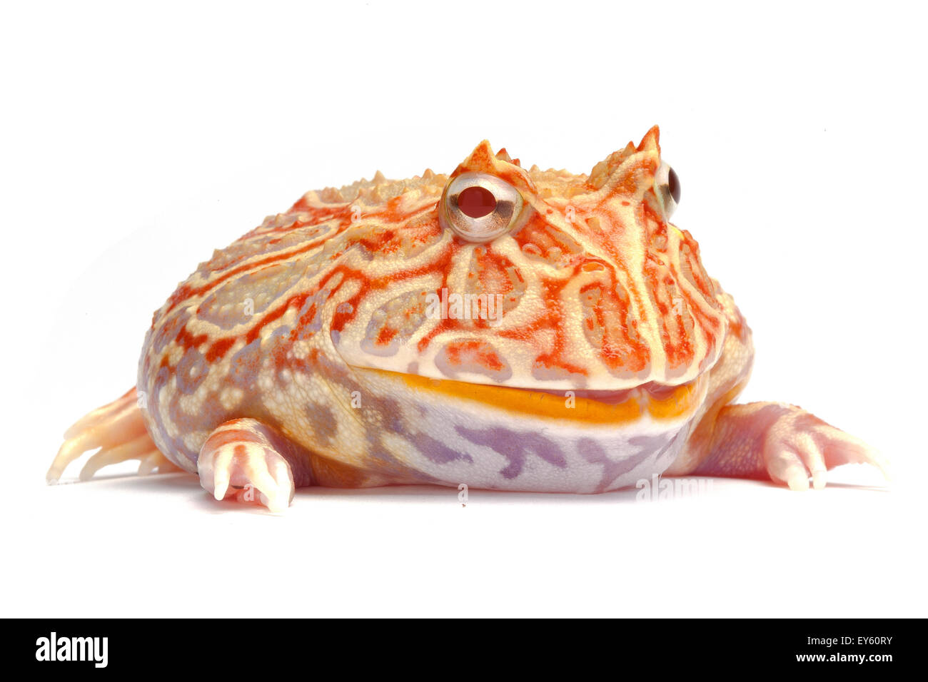 Chacoan Horned Frog 'extreme red' on white background Stock Photo
