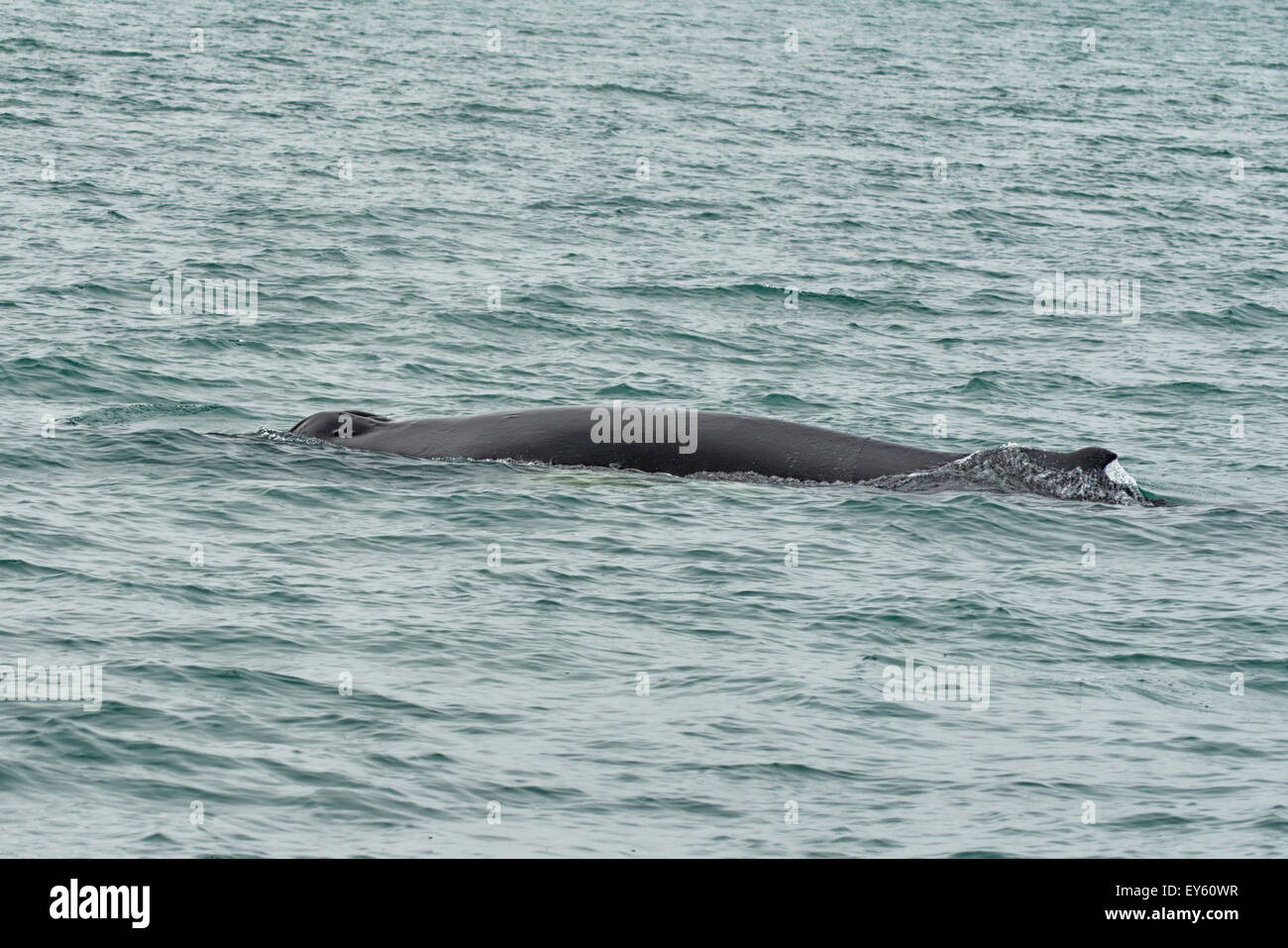 Humpback Whale near Husavik, Iceland Stock Photo - Alamy