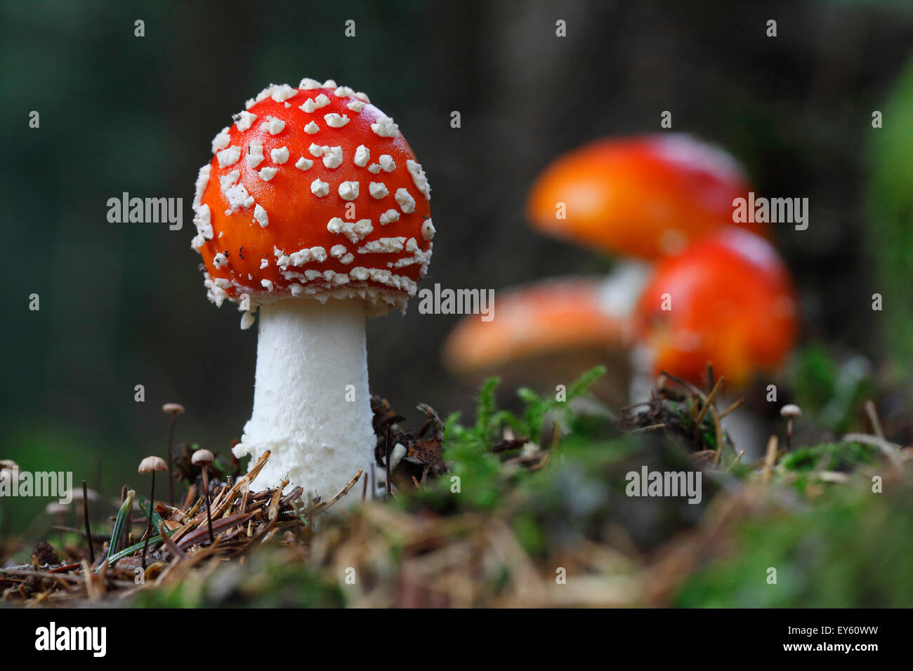 Fly Agarics in the undergrowth - Schwarzwald Germany Stock Photo