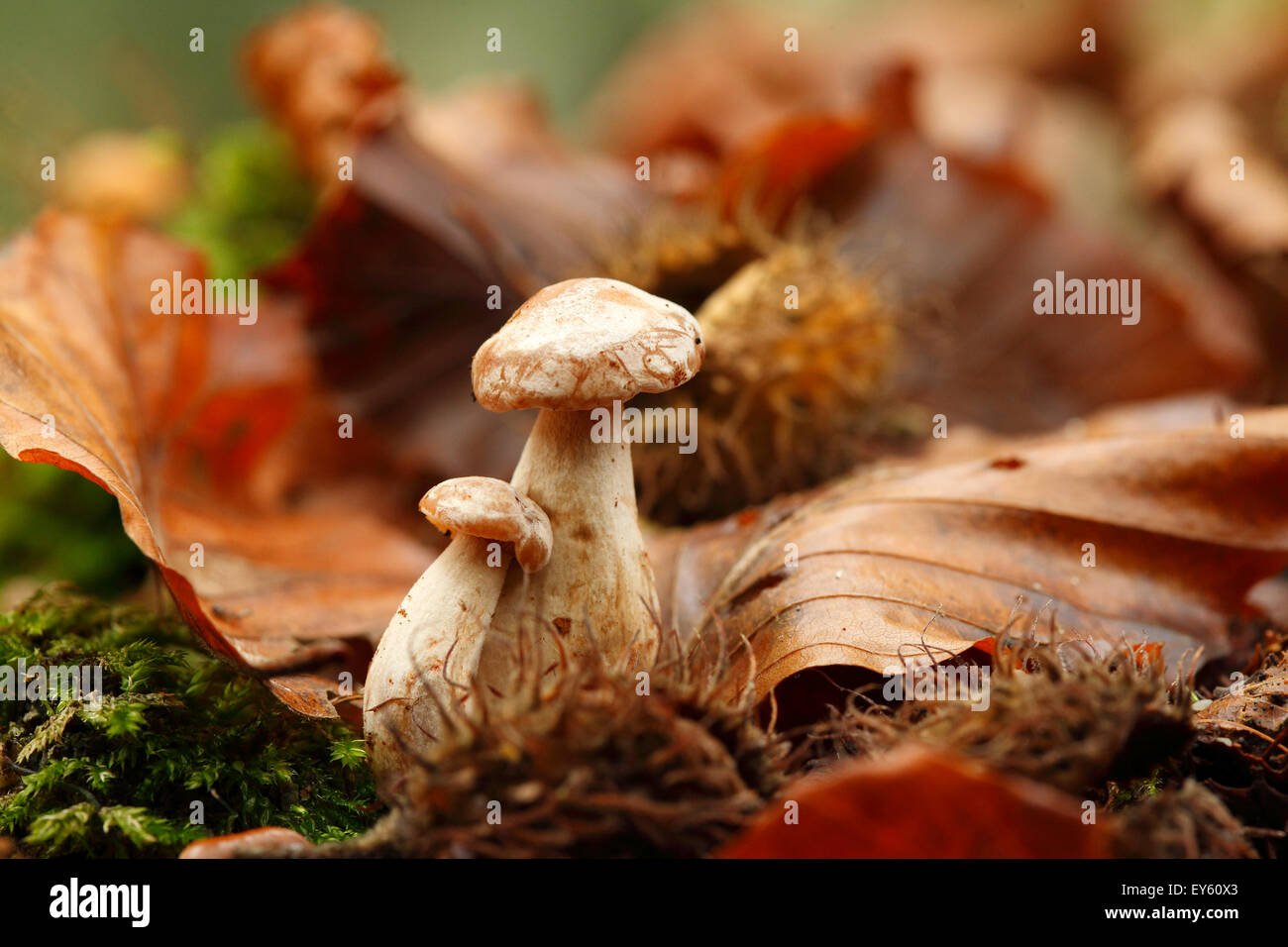 webcaps
