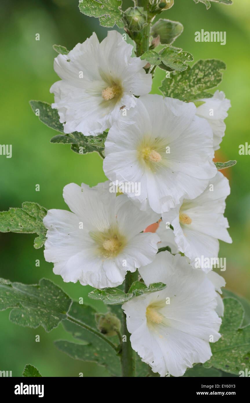 White hollyhock flowers - France Stock Photo