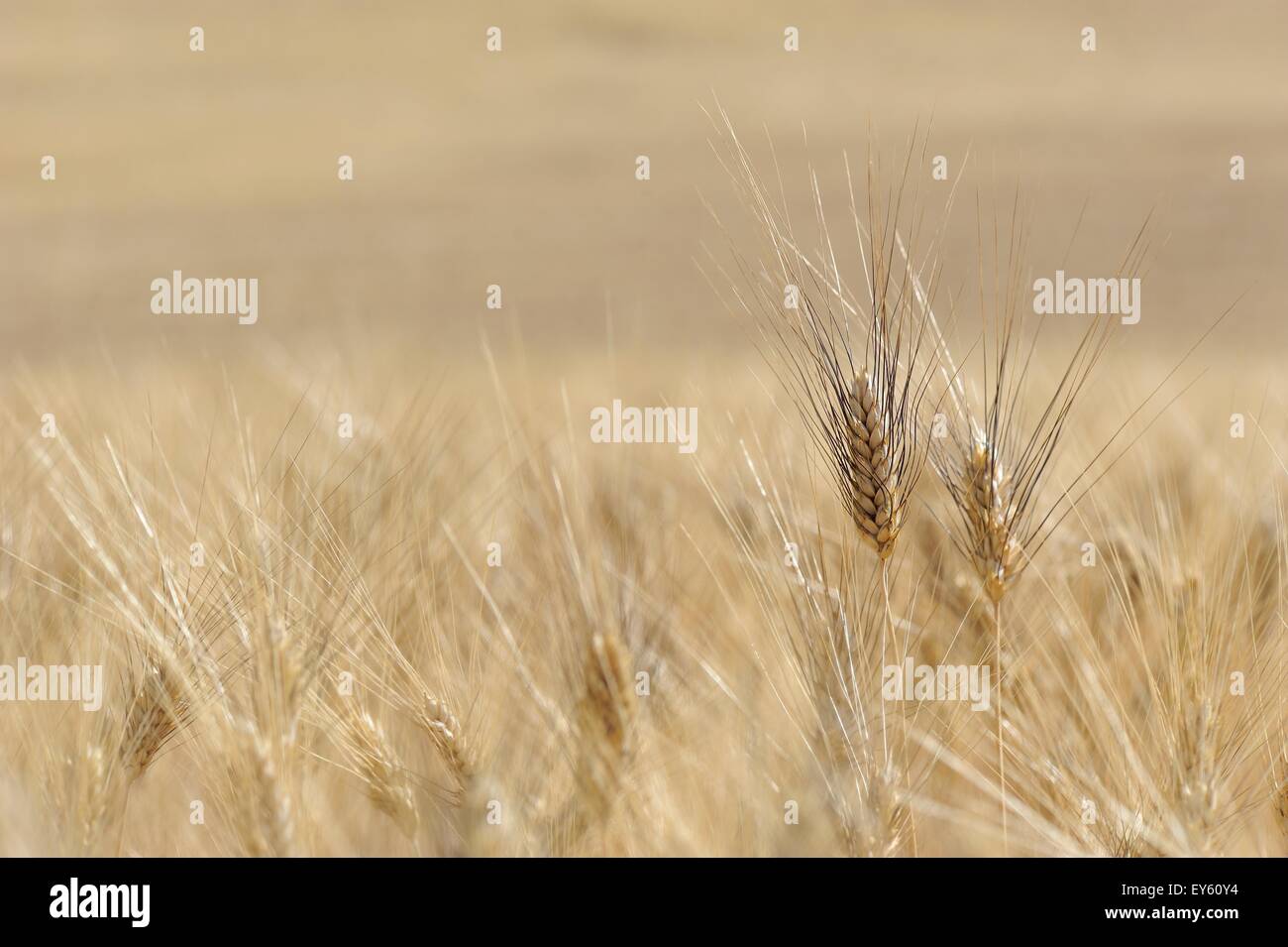 Spelt field in summer Provence France Emmer wheat also known as farro