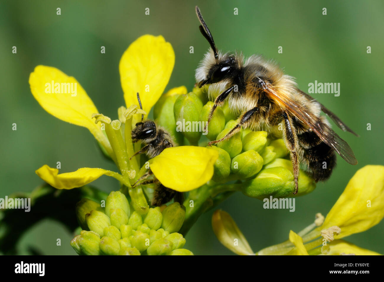 Male Solitary Bee and female Mining Bee on Mustard flower Stock Photo