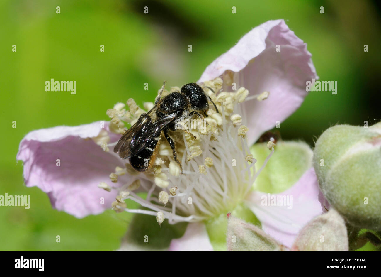 Mason Bee on Blackberry flower - Northern Vosges France Stock Photo