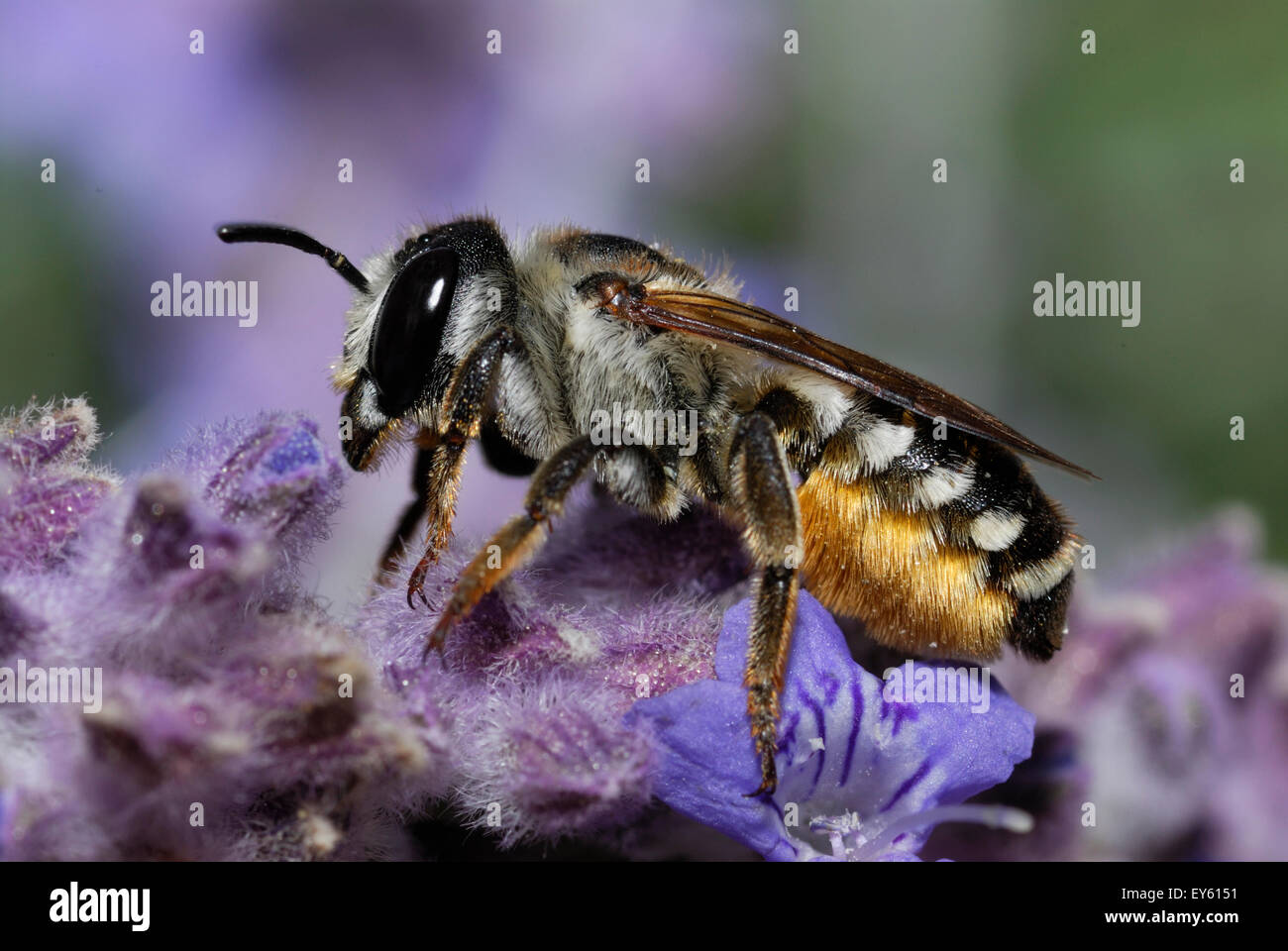 Female Leaf-cutting Bee on flowers - Ardèche France Stock Photo