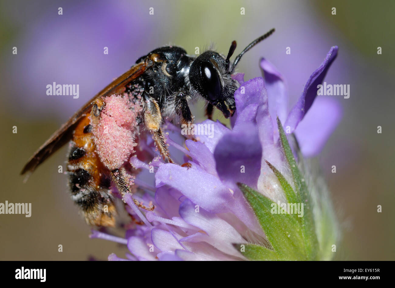 Solitary Bee on flowers - Northern Vosges France Stock Photo