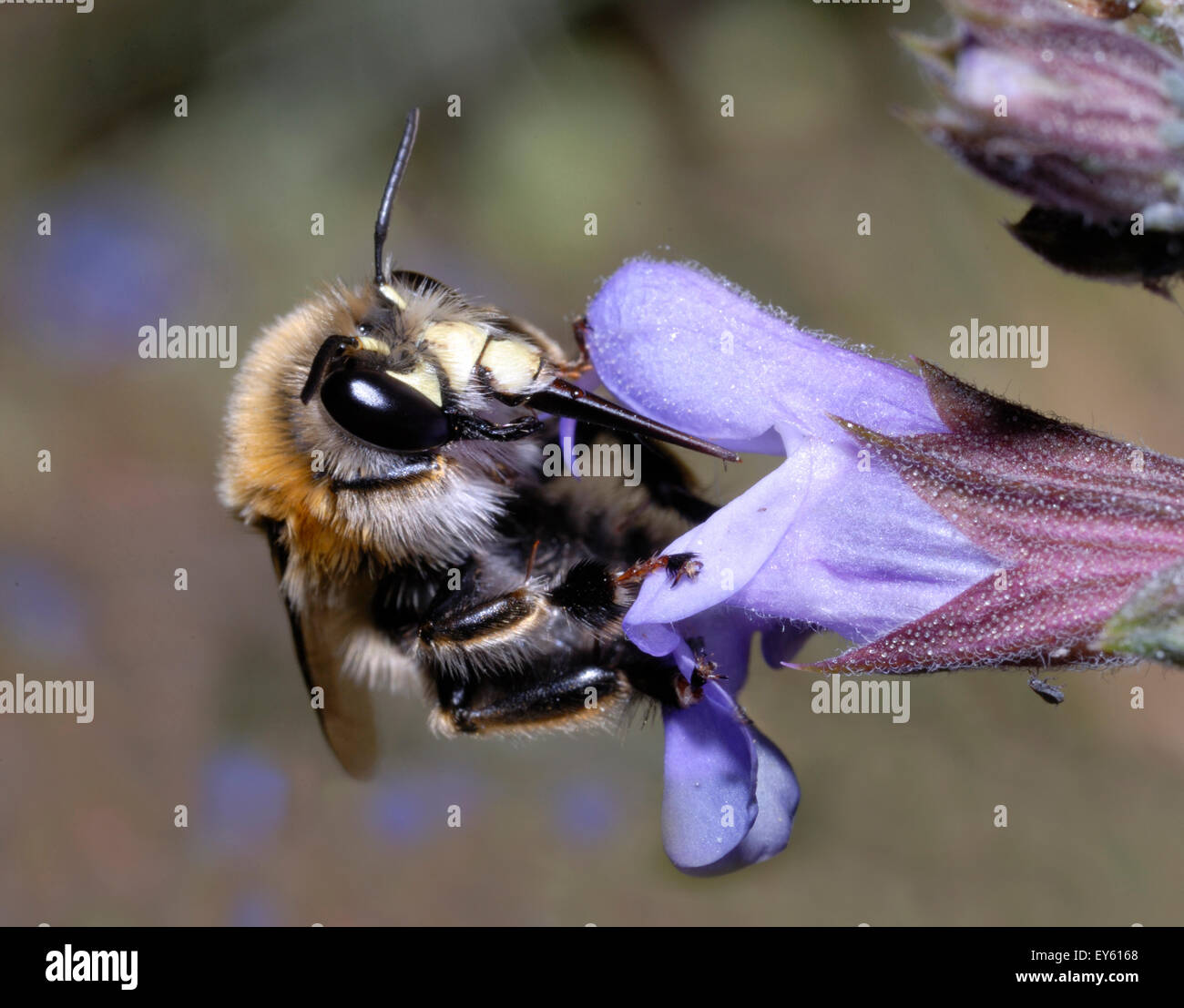 Hairy footed flower bee on Sage flower - Northern Vosges Stock Photo