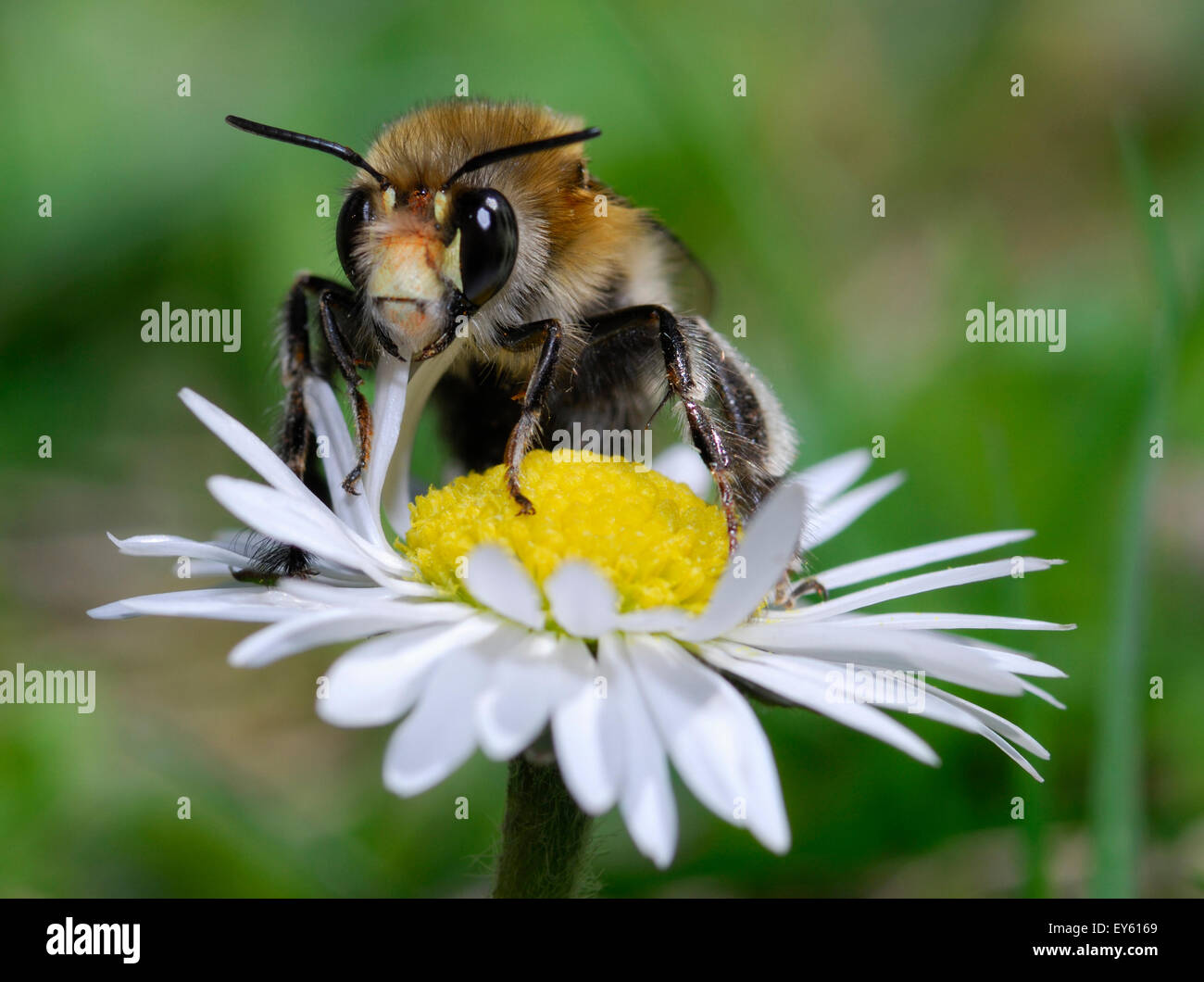 Hairy footed flower bee on Lawndaisy - Northern Vosges Stock Photo