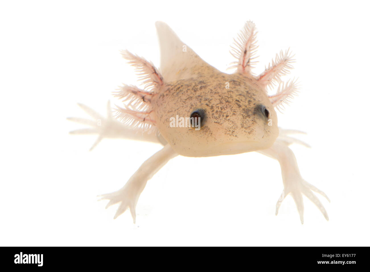 Axolotl High Resolution Stock Photography And Images Alamy Axolotl High Resolution Stock Photography And Images Alamy
