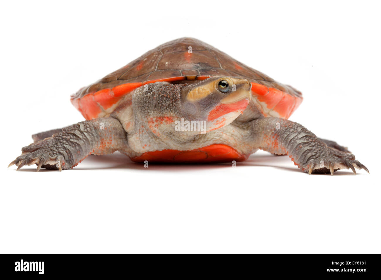 Red-bellied Short-necked Turtle on white background Stock Photo