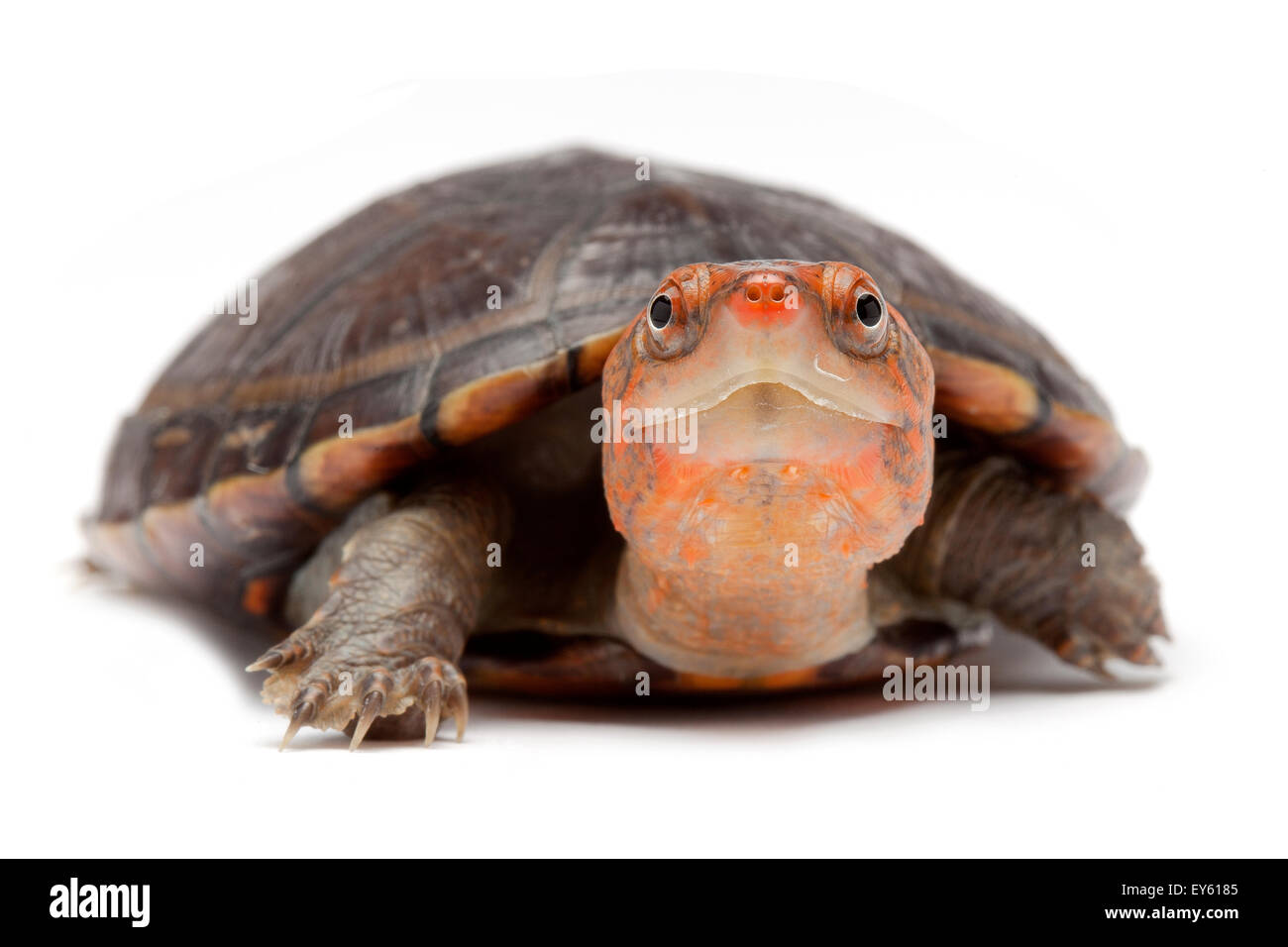 Red-cheeked Mud Turtle on white background Stock Photo