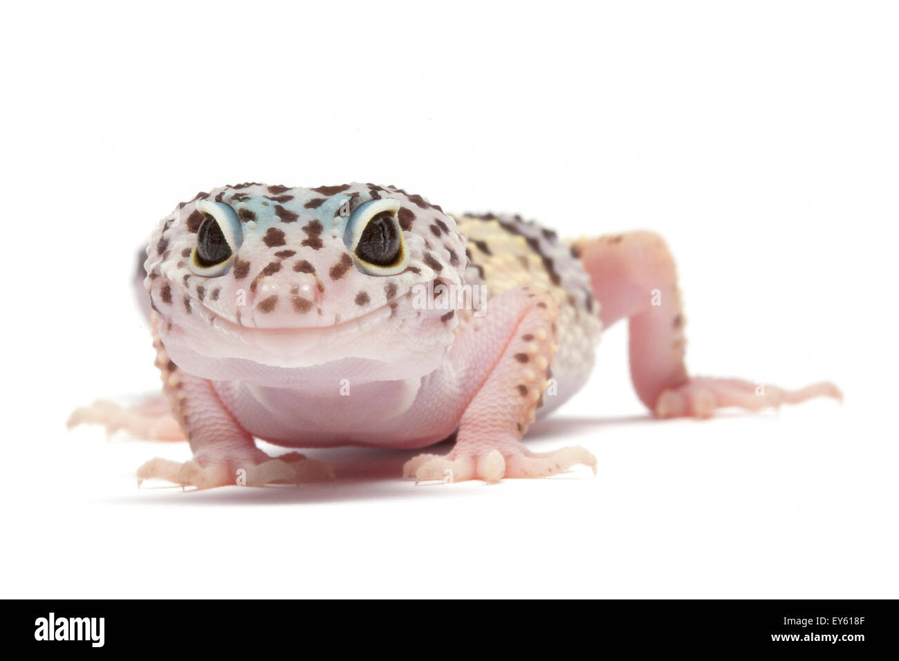 Leopard-Gecko on white background Stock Photo - Alamy
