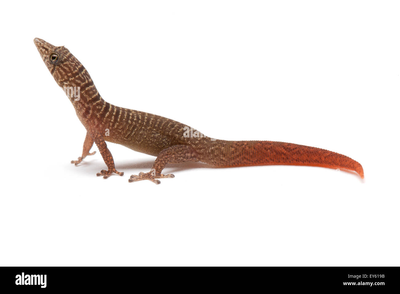 Ashy Gecko on white background Stock Photo - Alamy