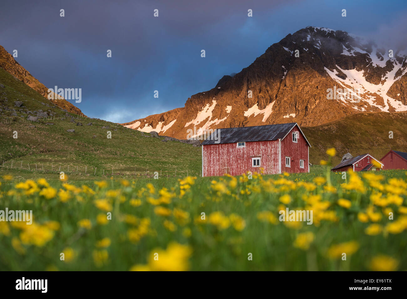 Red barn in field of wild flowers, Myrland, Flakstadøy, Lofoten Islands, Norway Stock Photo