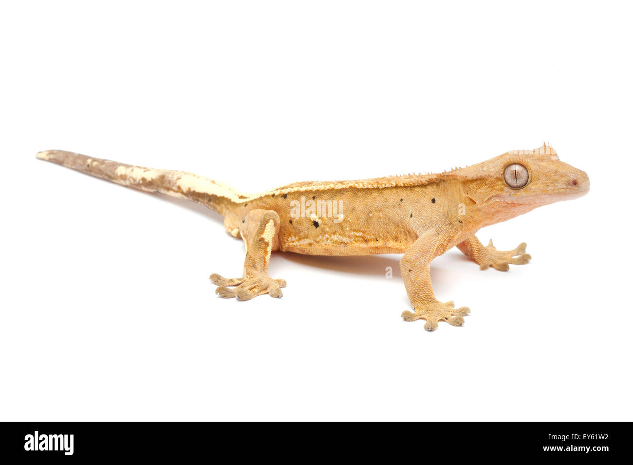 New Caledonia Crested Geck 'pin striped' on white background Stock Photo