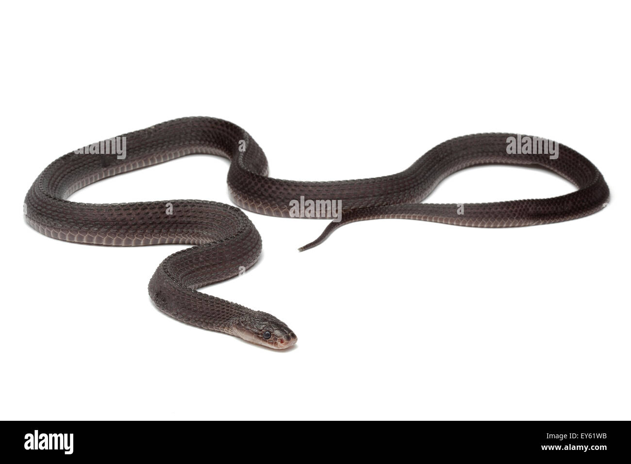 Savanna Cape File Snake on white background Stock Photo