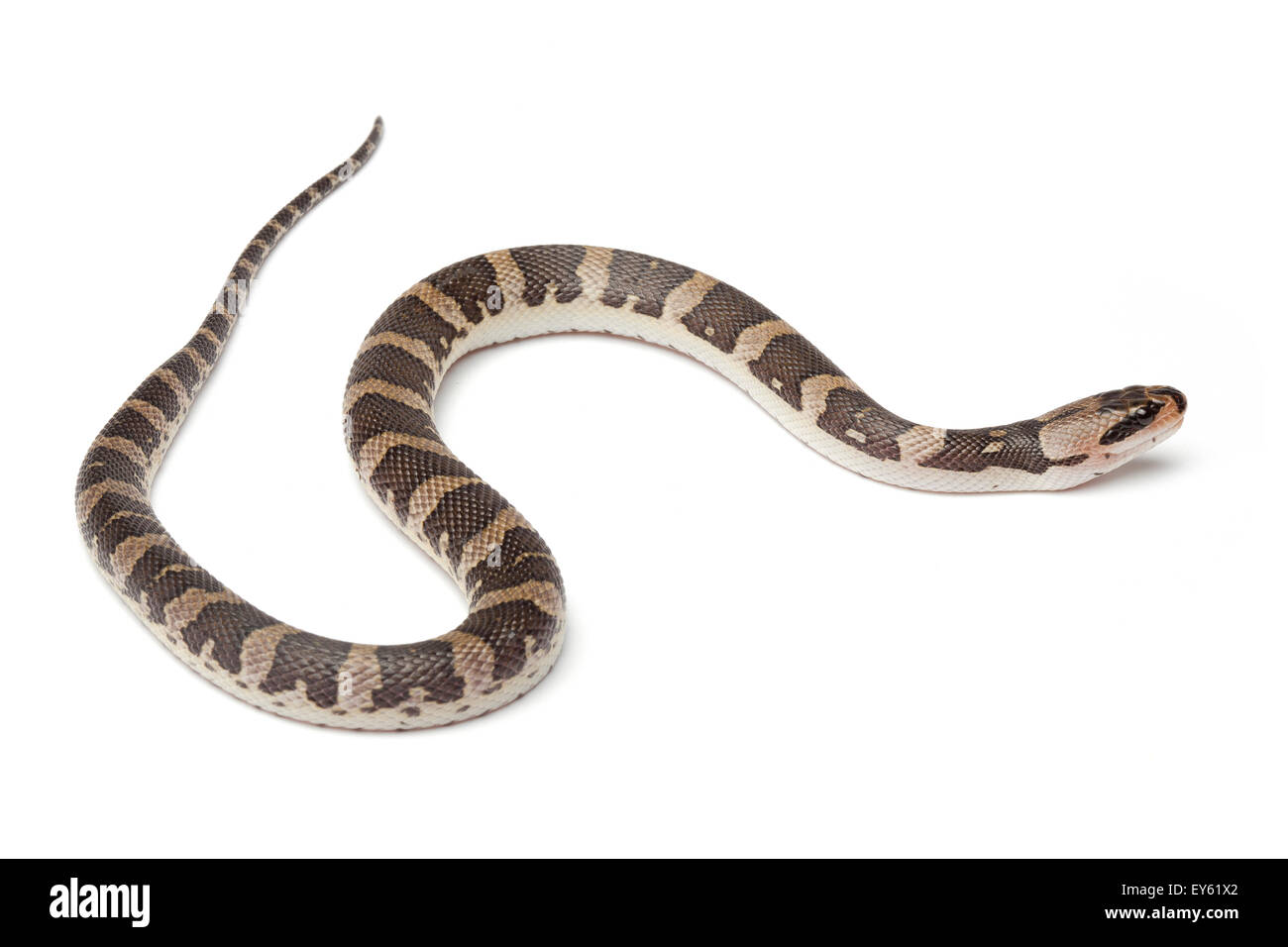 Details 100 snake white background