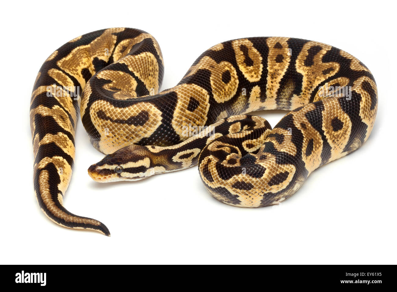 King Python 'pastel yellow belly' on white background Stock Photo
