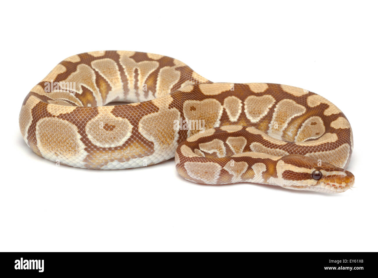 King Python 'caramel albino' on white background Stock Photo