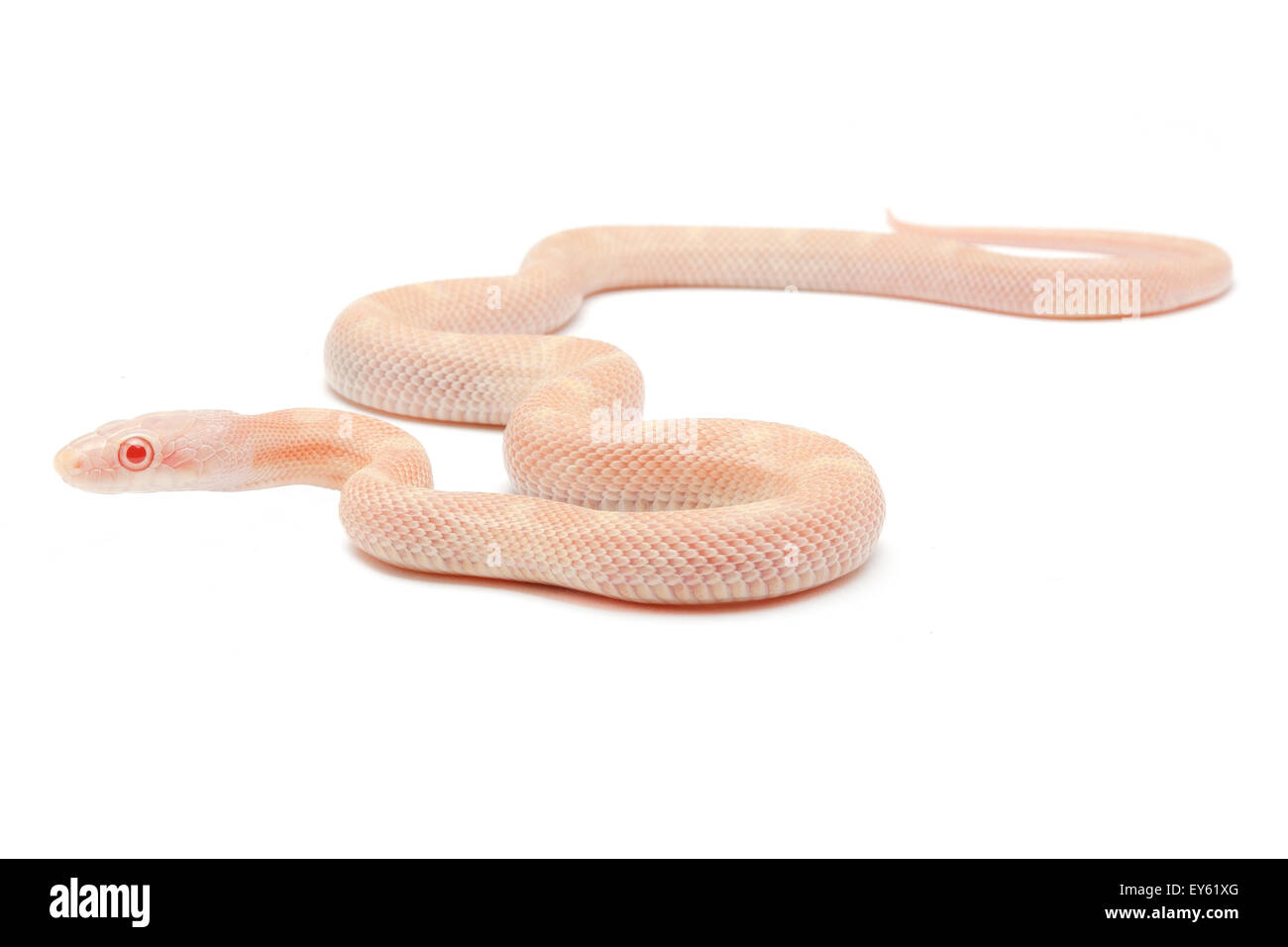Texas rat snake 'Albino snow' on white background Stock Photo