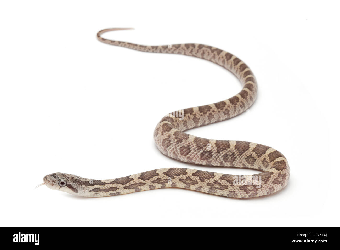 Texas rat snake 'Lavender' on white background Stock Photo