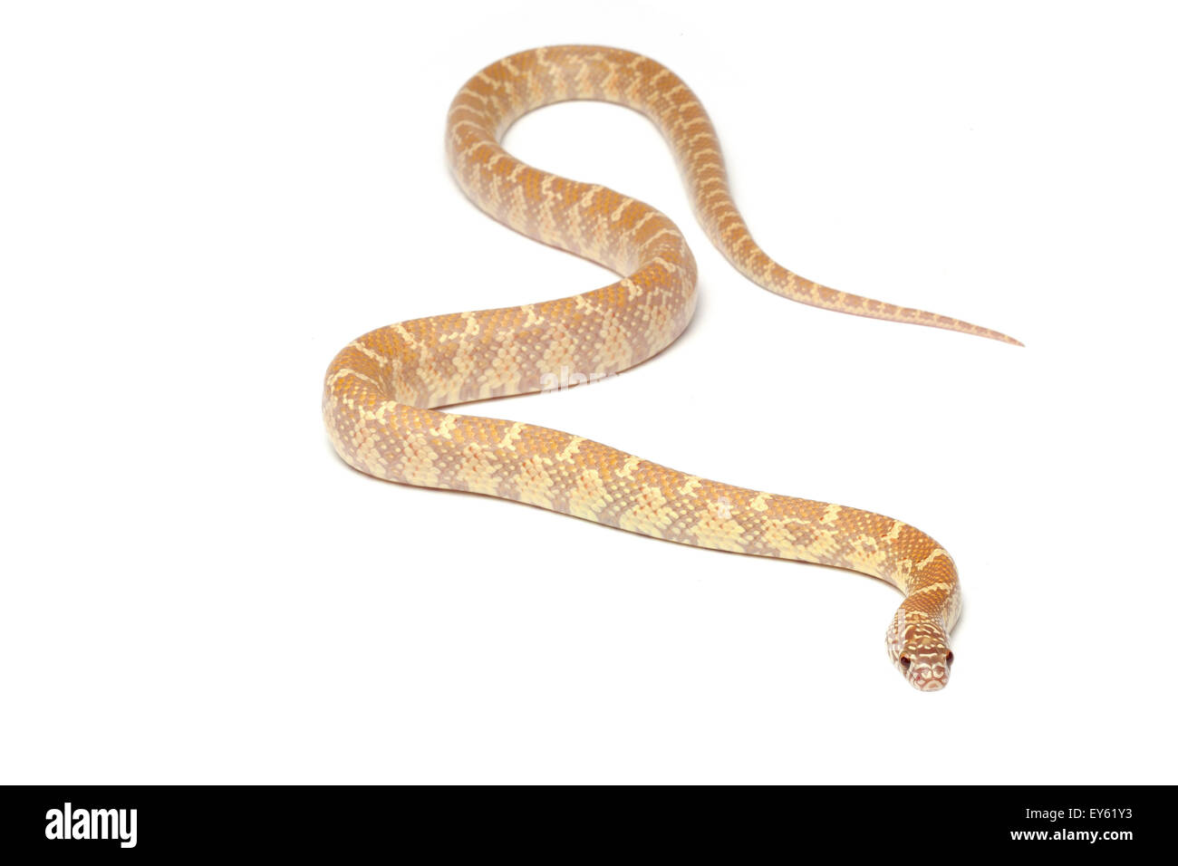 Albino Brooks Kingsnake